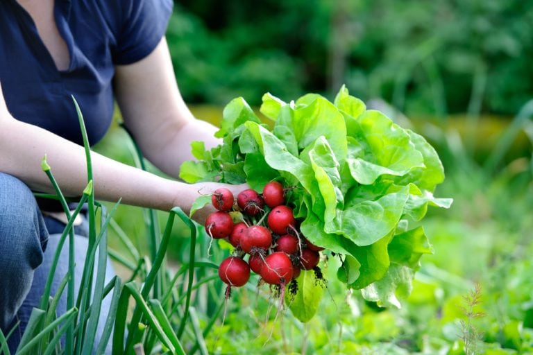 15 Fast-Growing Plants That Will Instantly Boost Your Gardening Confidence