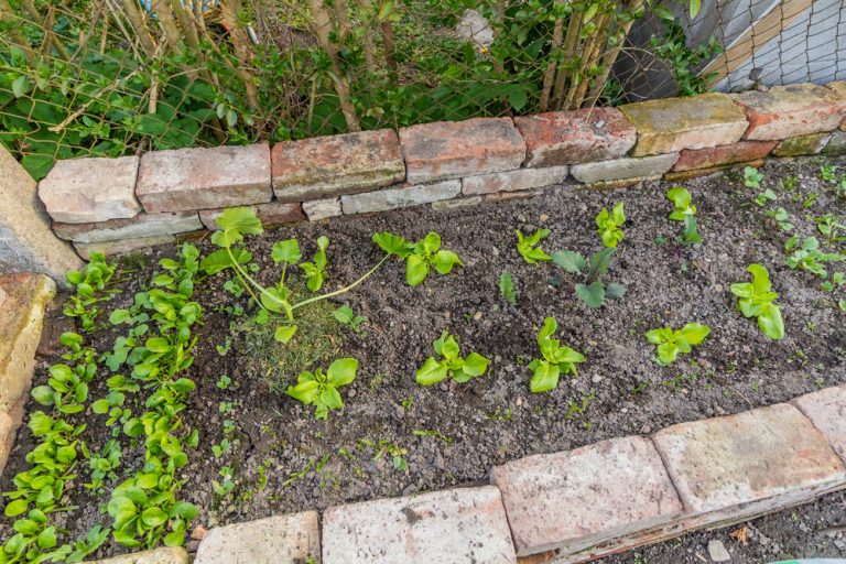 10 Easiest Vegetables to Grow for Beginners (Even If You Have Zero Experience)