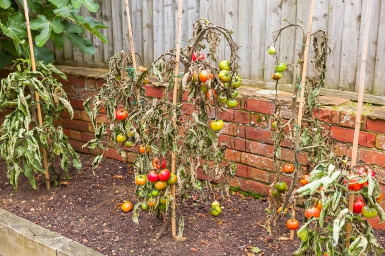 17 Beginner Gardening Mistakes That Secretly Ruin Plants (And How to Avoid Every One)
