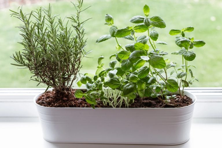 The 5 Best Herbs To Grow First If You’re New To Gardening