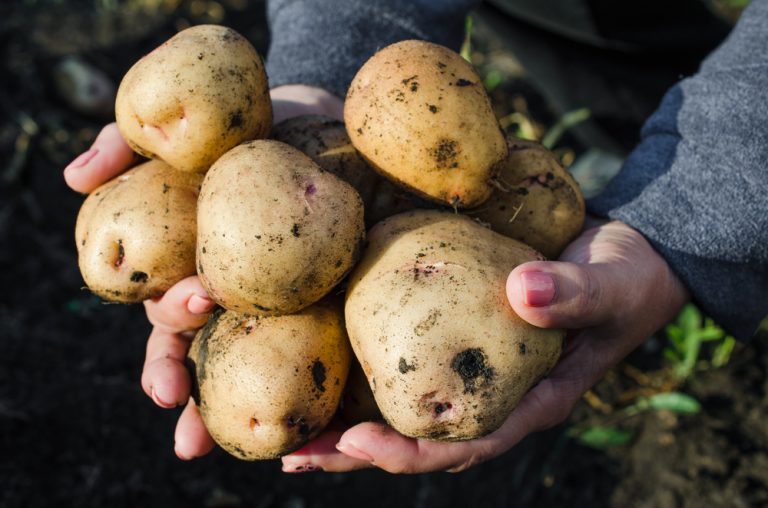 7 Smart Ways To Start Small In Home Gardening And Harvest More With Less