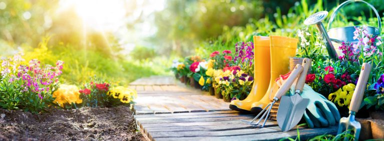 7 Sunlight, Temperature & Seasonal Gardening Basics